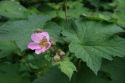 Малина душистая(Rubus odoratus);